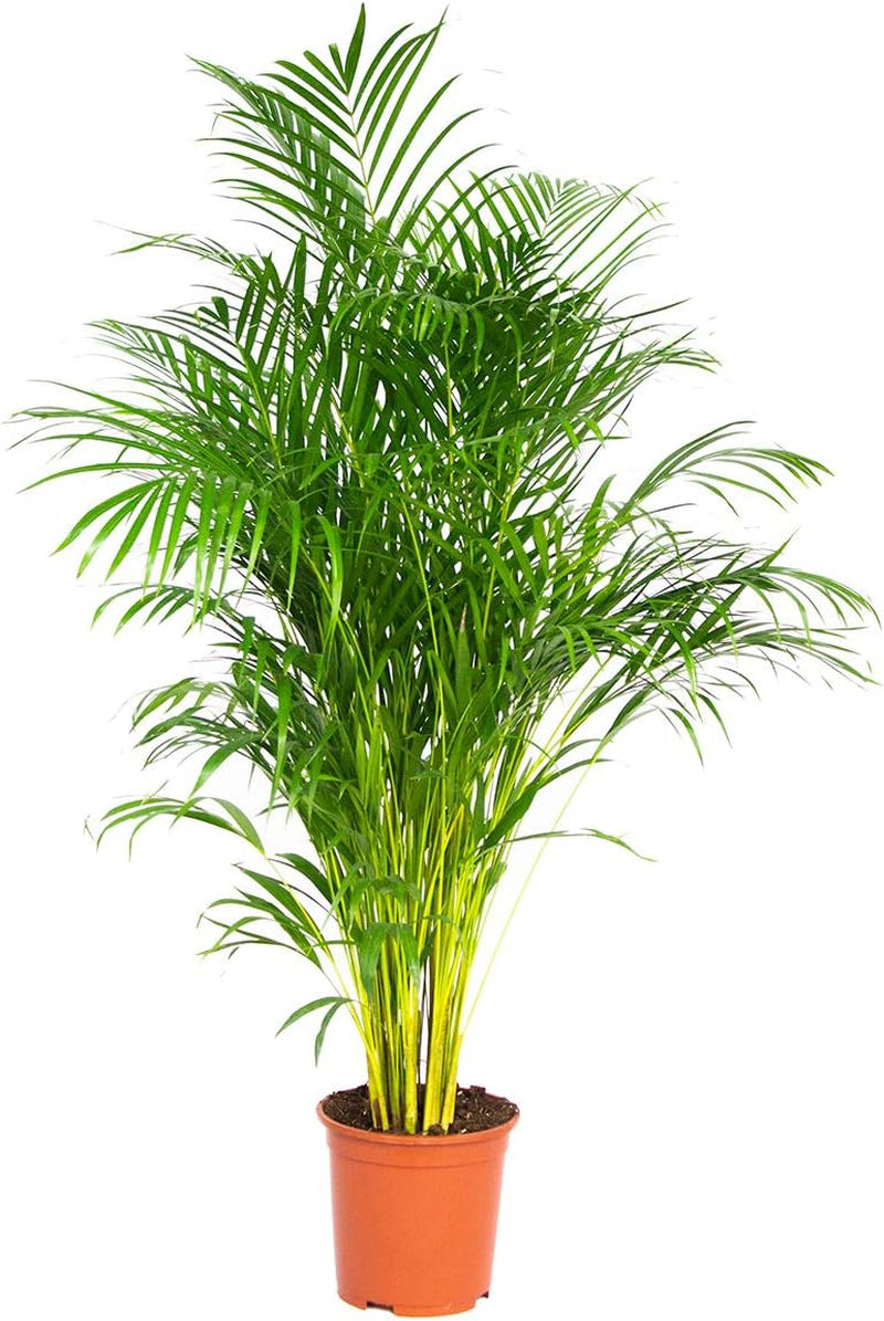 Bloomique - Dypsis Lutescens - Goldfruchtpalme - Areca Palme - Zimmerpflanzen Groß - Pflegeleicht - Haustierfreundlich - Höhe 100-120 Cm - Topf 21 Cm