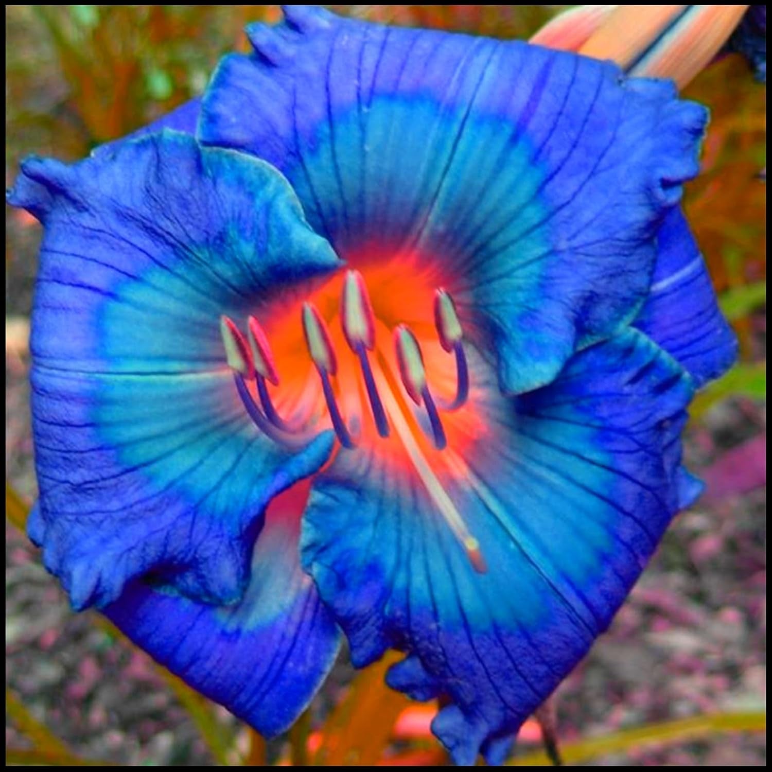 Flower Bulb Mix, Mystery Magic Bulb, Hardy Planting, Winter Hardy Perennial Flower Bulb, Hardy Bulbs - 3 Orchid Bulbs