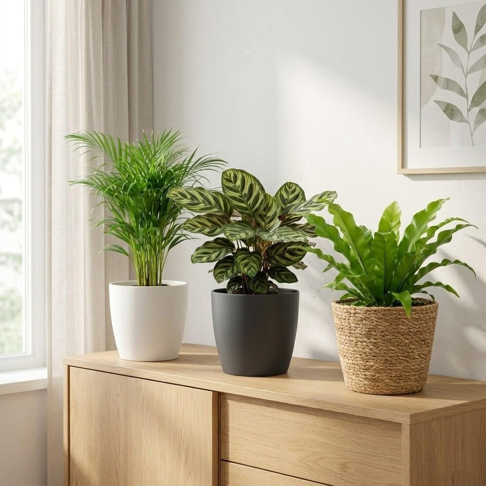 Vdvelde.Com - Luftreinigende Pflanzen Anthrazit 6 - Tierfreundliche Grüne Zimmerpflanzen - Einfacher Und Geringer Lichtbedarf - Ø12 Cm ↥Ca.40 Cm