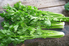 50 Selleriesamen (Apium Graveolens)