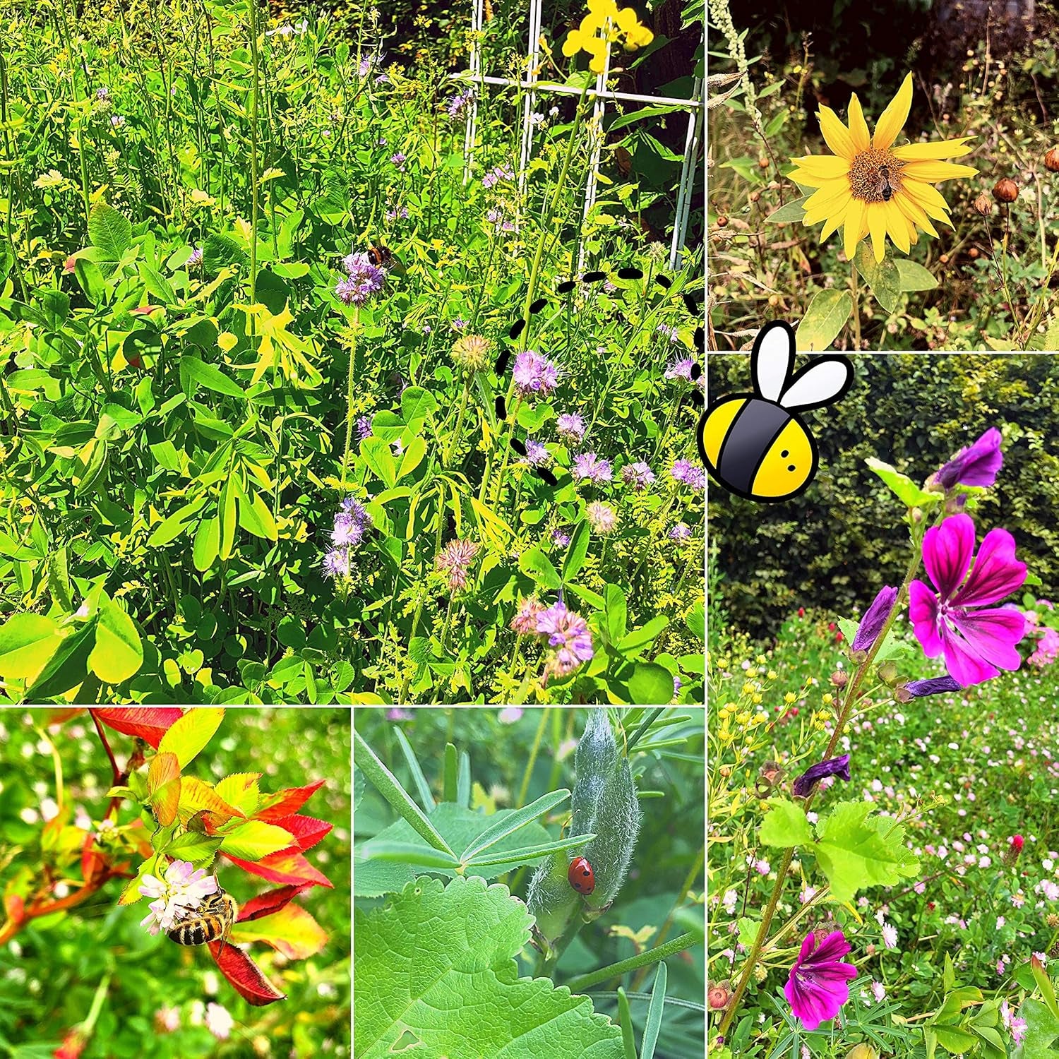 100g Wildflower Seeds for a Colorful Bee Pasture - Vibrant and Nectar Rich Wildflower Seed Blend for Bees and Butterflies (Includes FREE eBook)