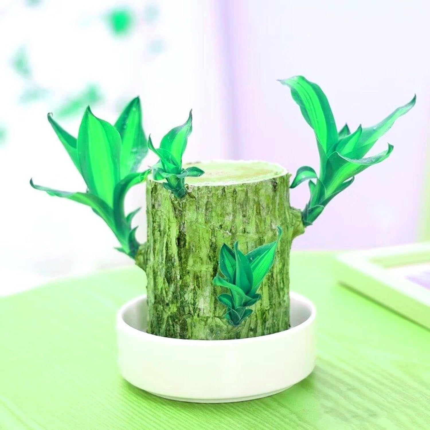 Flower Bulb Mix, Mystery Magic Bulb, Hardy Planting, Winter Hardy Perennial Flower Bulb, Hardy Bulbs - 3 Orchid Bulbs