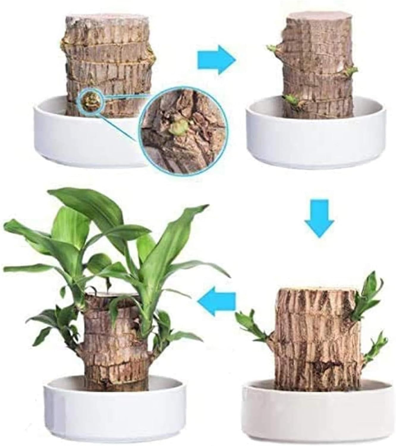 Brasilianisches Glücksholz | Glücksbambus Pflanze Ornamenten | Reinigen Sie Luft Luckyes Bamboo Mit Blatttopf | Hydrokulturpflanze Brazilian Glücksholzpflanze Für Desktop-Dekoration