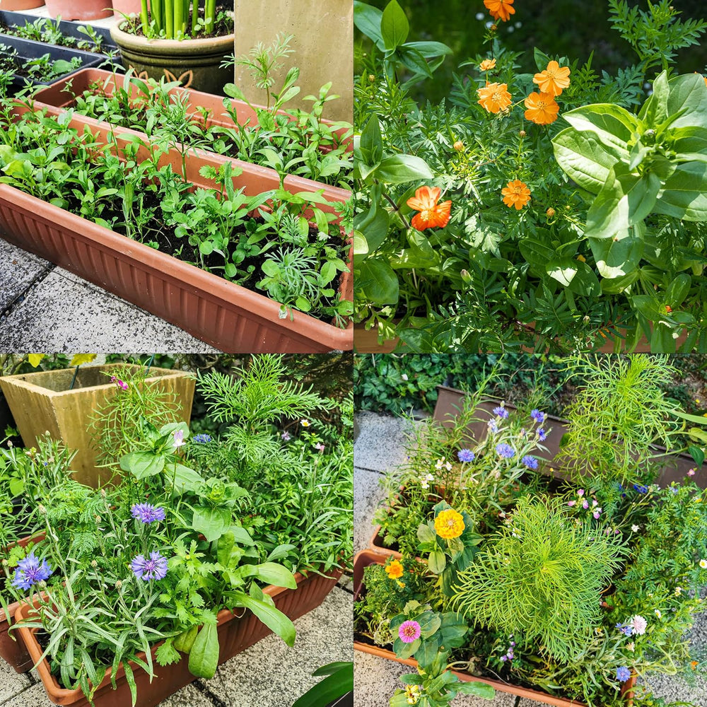 Colorful Balcony Flower Mix - 2 Premium Balcony Flower Seed Mats Easy to Grow Summer Flowers and Wildflower Seeds from OwnGrown Insect Friendly Annual Seeds