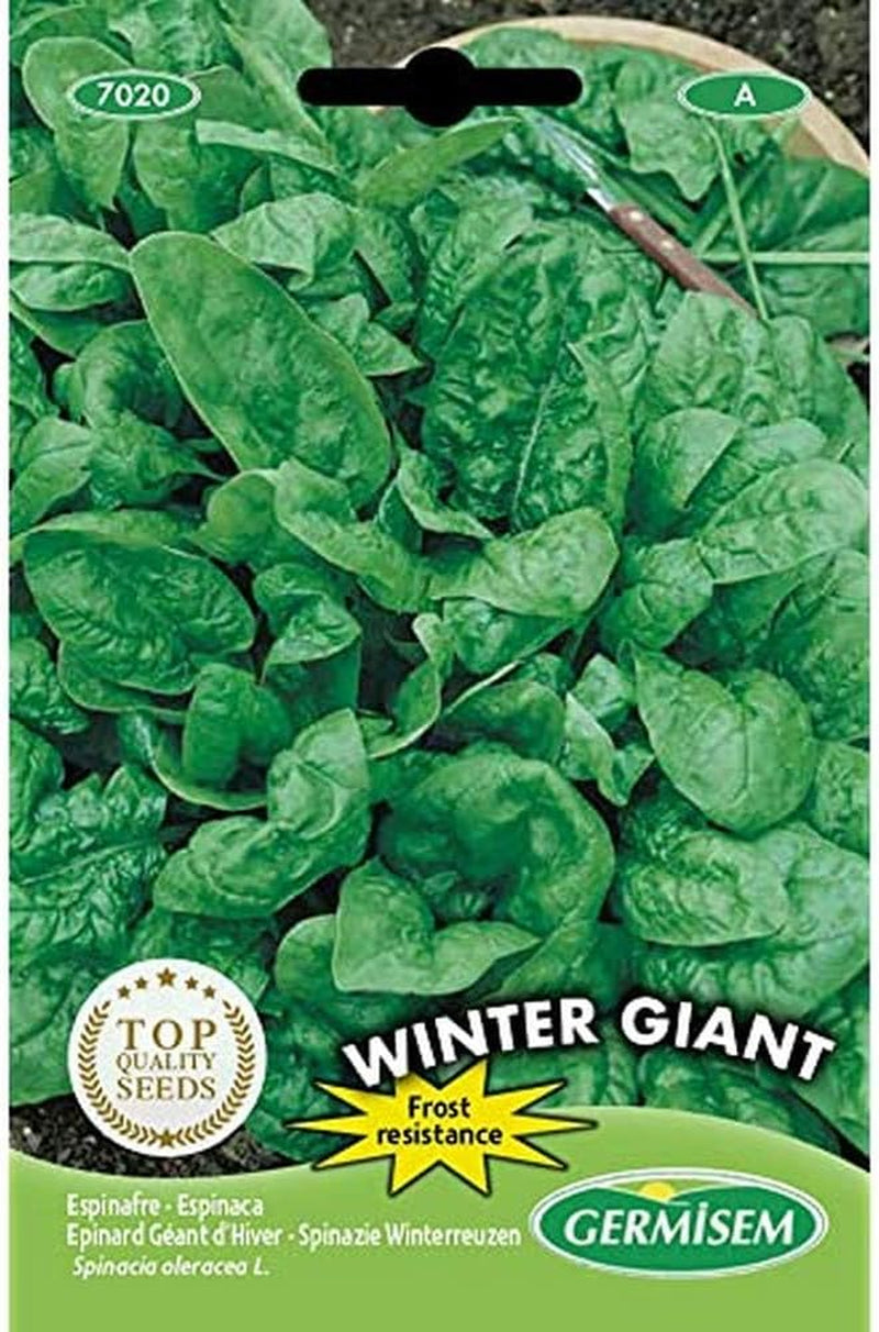 Spinat WINTER GIANT, Mehrfarbig, EC7020
