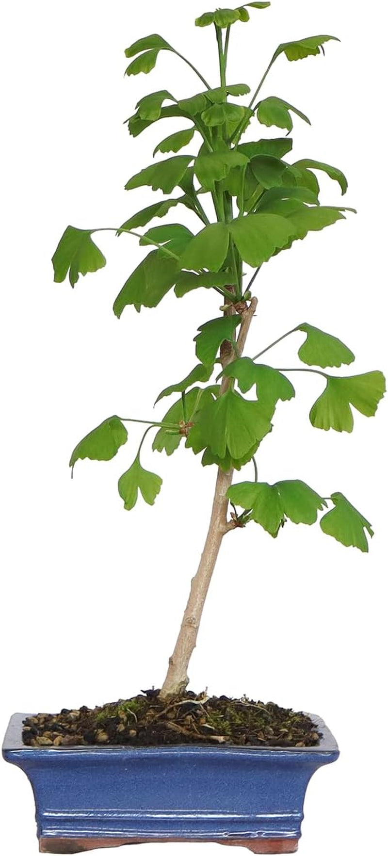 KENTIS - Ginkgo Biloba Bonsai - Natürliche Dekopflanze Für Draußen - H 40-50 Cm Keramiktopf Ø 21 Cm