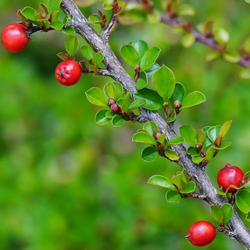 Teppichmispel, Alte Sorten Bodendecker Cotoneaster Dammeri, Kaufen Blumensamen Balkonpflanzen Geschenke Für Gärtner 60Samen