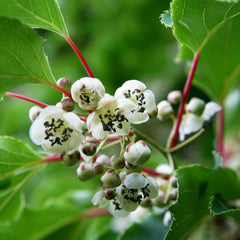Männliche Kiwibeere (Actinidia Arguta) | Befruchtersorte Für Kiwibeeren/Minikiwi | 80 Cm Wuchshöhe Mit Sortenarantie - Direkt Vom Kiwi-Züchter | Romeo, Blütenwolke, Weiki