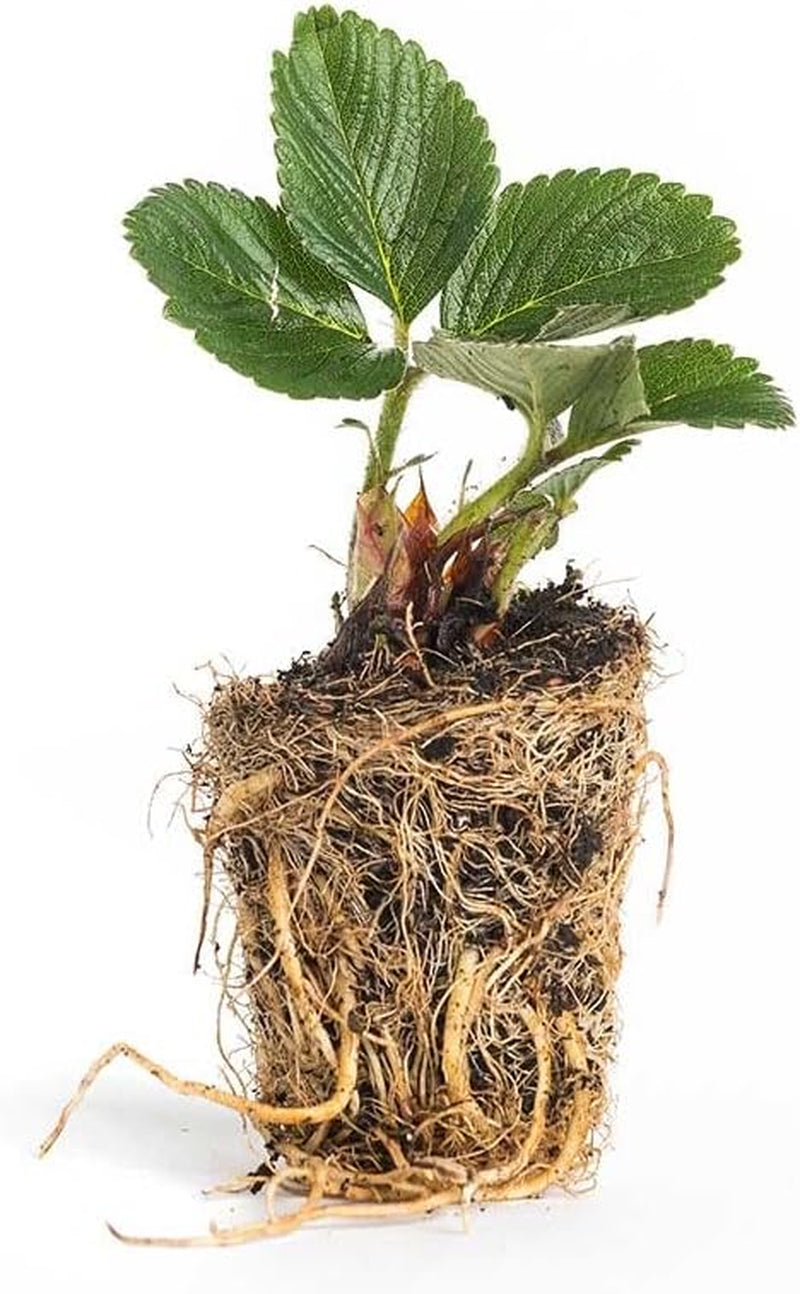 Erdbeerprofi - Erdbeer Anbau-Set: 40 Powerplug (Extrem Gut Durchwurzelt) Erdbeerpflanzen Gemischt - Mit Erdbeer Langzeitdünger - 4 Erdbeersorten: Daroyal, Korona, Ostara & Favori