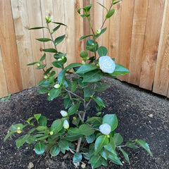 Kameliesamen Winterhart - Steingartenpflanzen Balkon 120Pcs