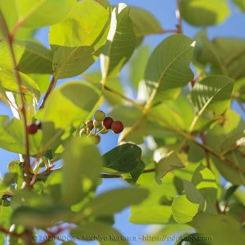 Seedorn (Aronia Melanocarpa) Schwarz Auf Blumentopf 20 Obstpflanze Baum Max 150 Cm -2 Jahre Anbau Italien