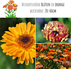 Calendula seeds (Calendula officinalis) - Versatile medicinal plant with edible flowers and ideal for a colorful flower meadow (Abendrot)