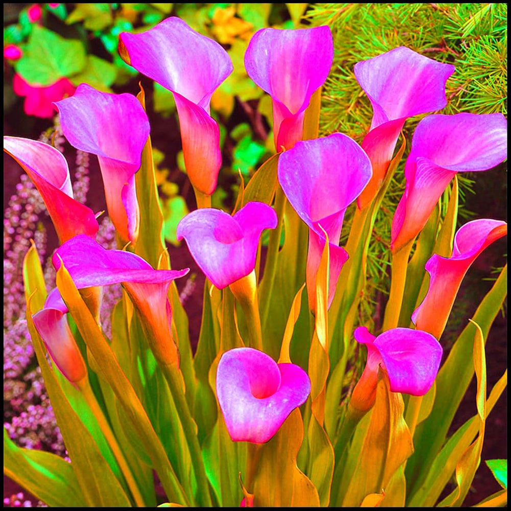 Flower Bulb Mix, Mystery Magic Bulb, Hardy Planting, Winter Hardy Perennial Flower Bulb, Hardy Bulbs - 3 Orchid Bulbs