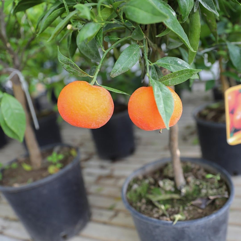Zitrusgewächs Orange Navelina Pflanze Ab Frucht Höhe: 150 CM Vase : 26 CM