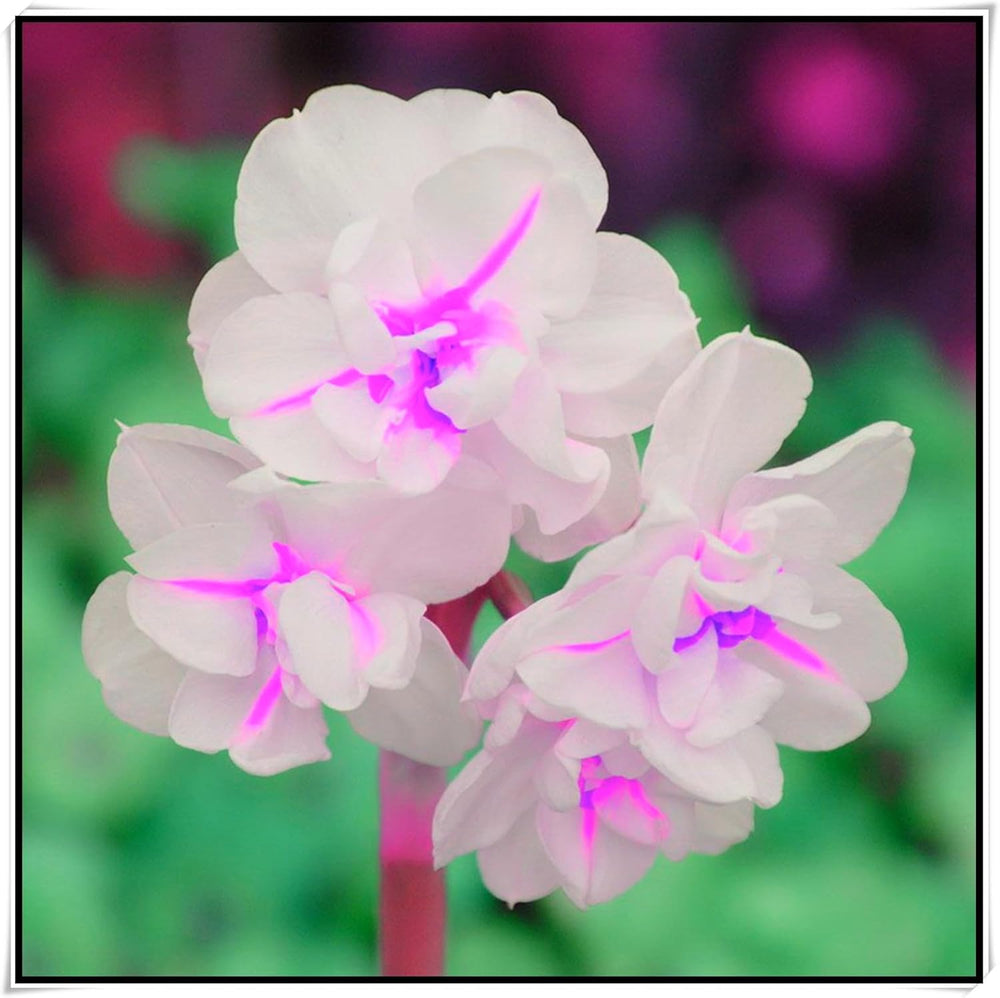 Flower Bulb Mix, Mystery Magic Bulb, Hardy Planting, Winter Hardy Perennial Flower Bulb, Hardy Bulbs - 3 Orchid Bulbs