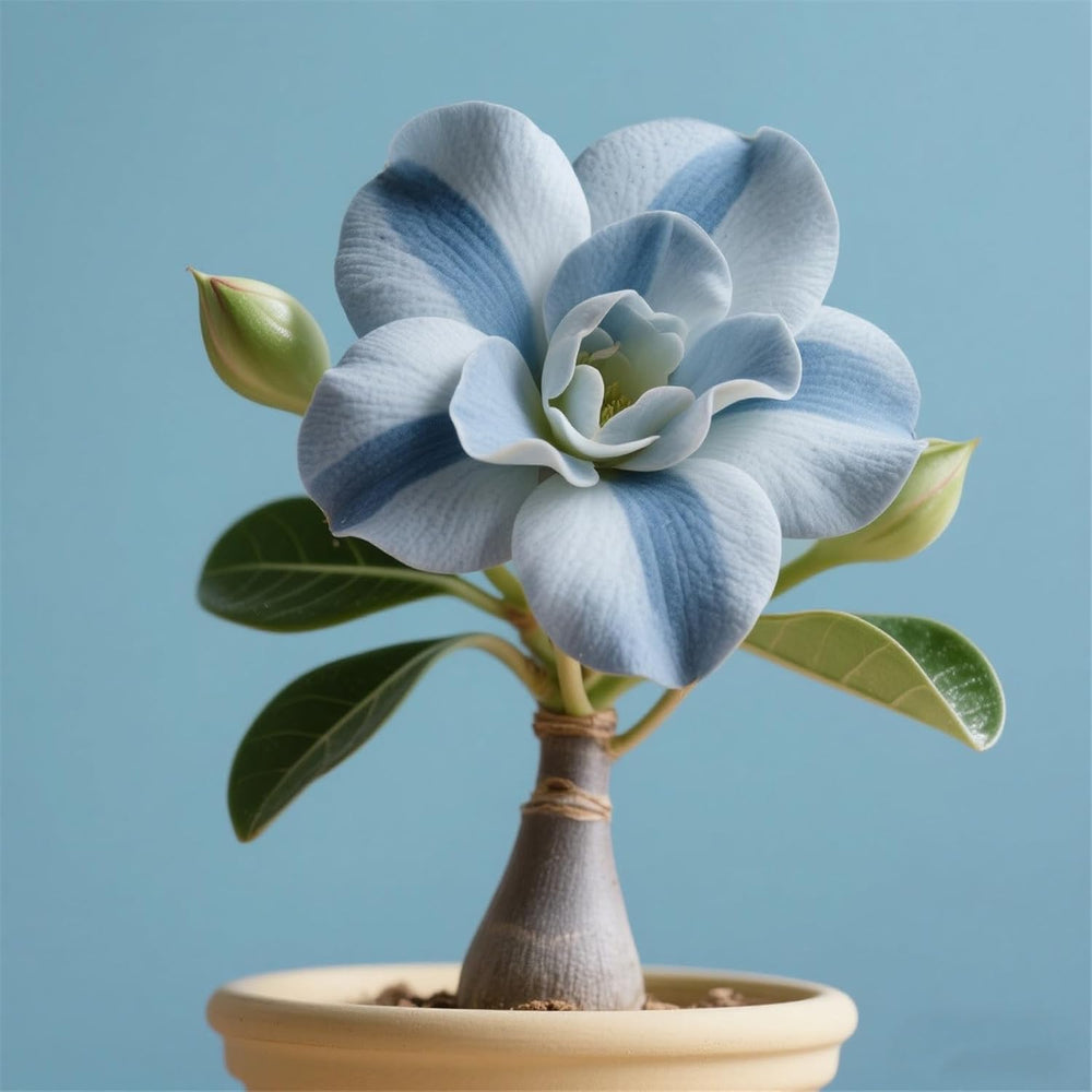 Lebende Pflanzen,Winterhart pflanzen, Mehrjährige Blumenzwiebel ist winterhart, Mysteriöse magische Glühbirne, Blumenzwiebel Mix,3 years-1 Wüstenrose knollen -I