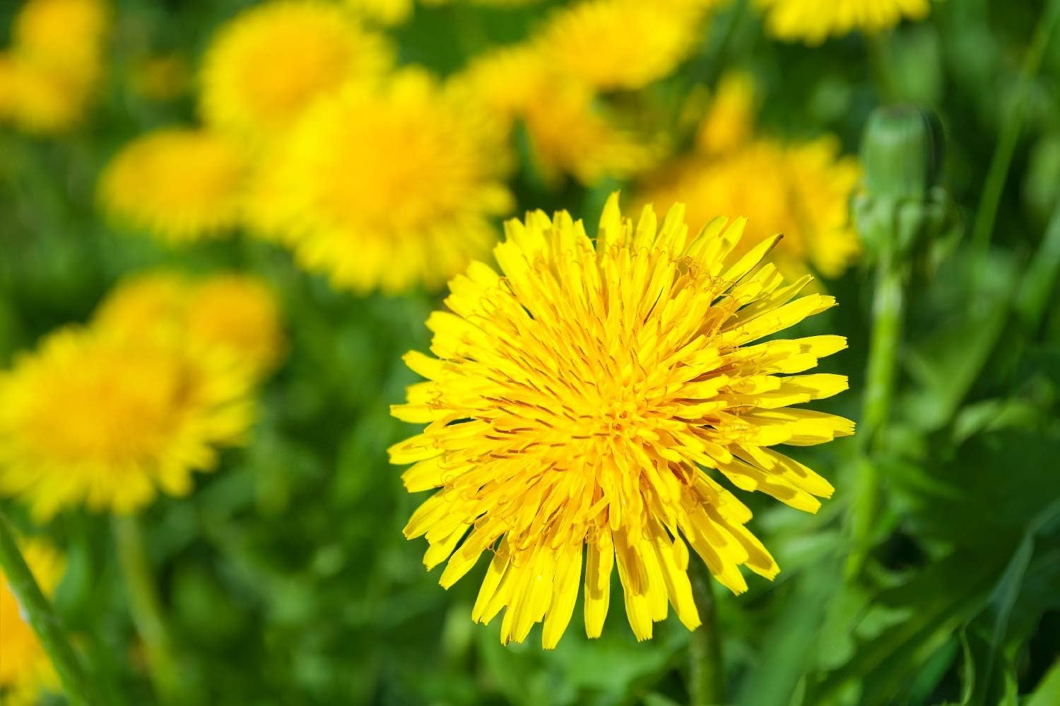 SAFLAX - BIO - Dandelion - 400 seeds - Taraxacum officinale
