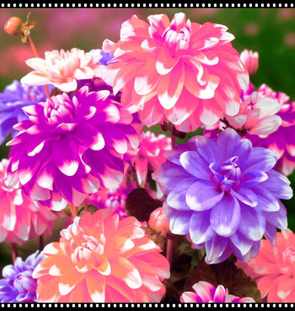 Flower Bulb Mix, Mystery Magic Bulb, Hardy Planting, Winter Hardy Perennial Flower Bulb, Hardy Bulbs - 3 Orchid Bulbs