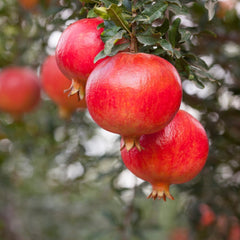 Granatapfel Mit Roten Früchten Soft Seed 6® Obstbäume Höhe: 160~170 Cm Alter: 4 Jahre Vase: Durchmesser 26 Cm