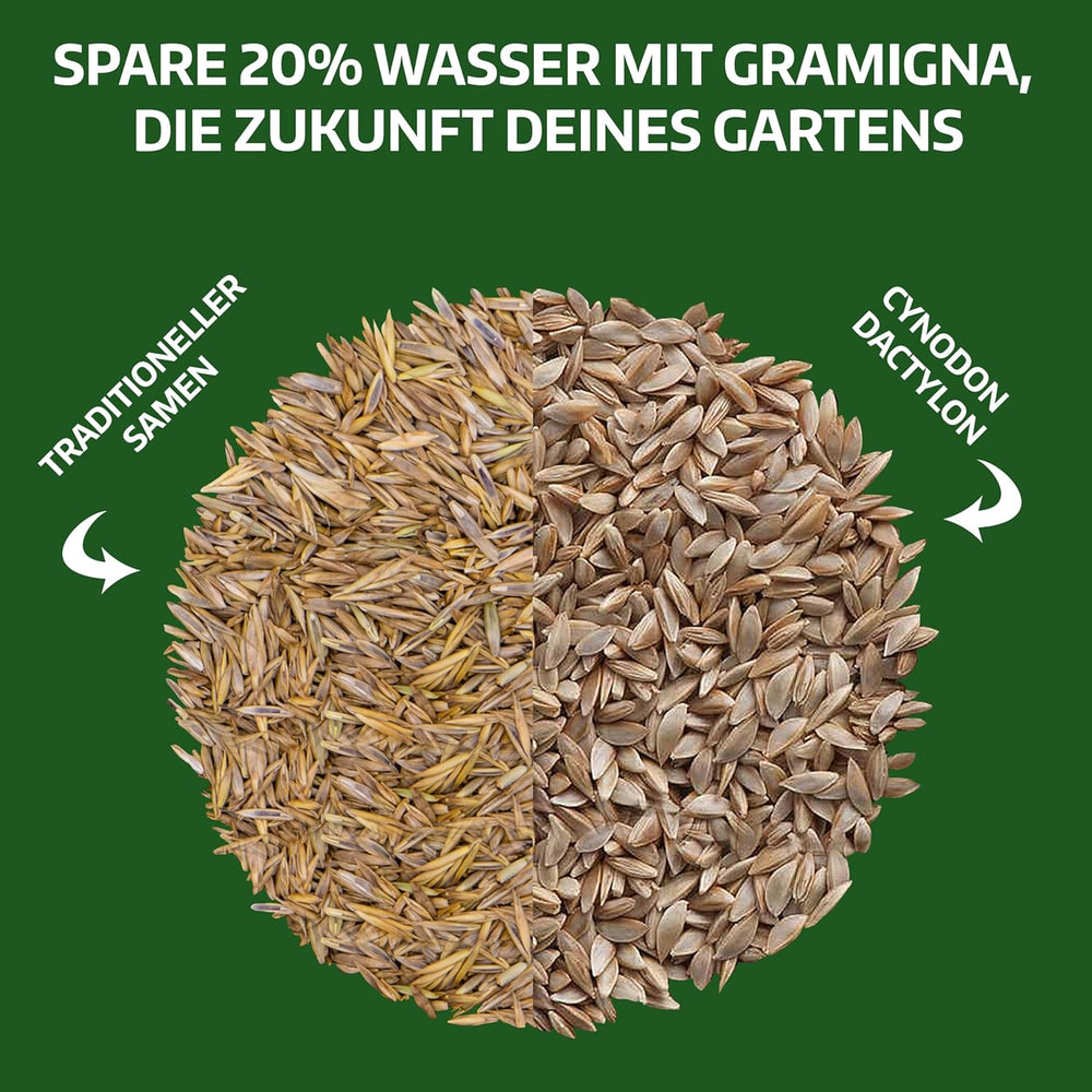 LERAVA Rasensamen Bermudagras (200 G) - Für 20 M² - Extrem Trittfest Und Trockenheitsresistent - Schnellwachsender Rasen Für Mediterrane Und Küstennahe Flächen - Spart Bis Zu 20% Wassera