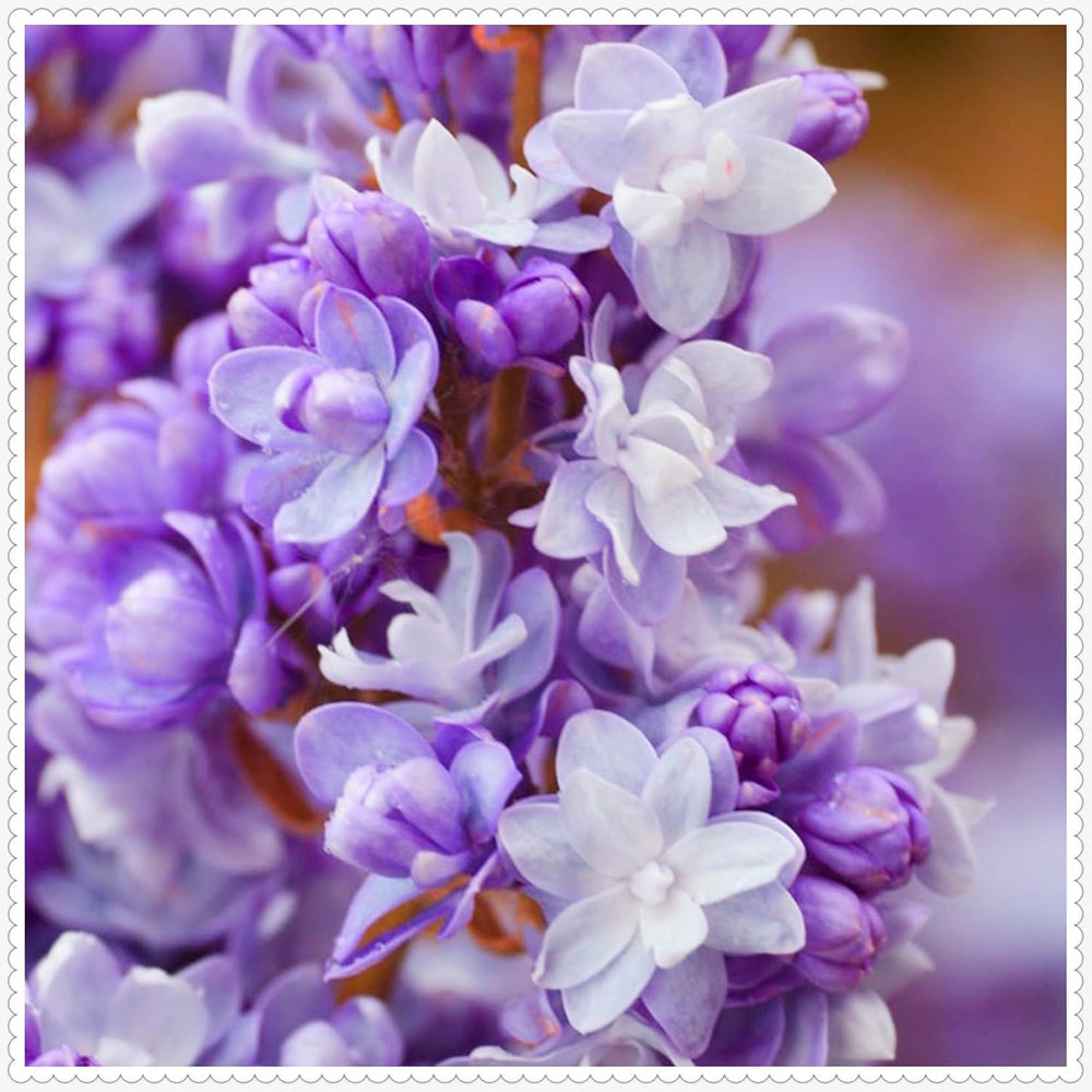 Lebende Pflanzen,Mehrjährige Blumenzwiebel ist winterhart, Winterhart pflanzen, Mysteriöse magische Glühbirne, Blumenzwiebel Mix-4 Oxalis Triangularis Blumenzwiebeln