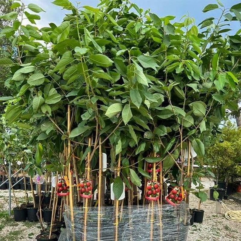 Sauerkirschbaum Visciola Di Germania from Germany – Alte Sorte, Obstpflanze Im Topf Ø 20 Cm — Höhe 150-170 Cm, Alter: 2 Jahre — Selbstfruchtend - Italienische Baumschule