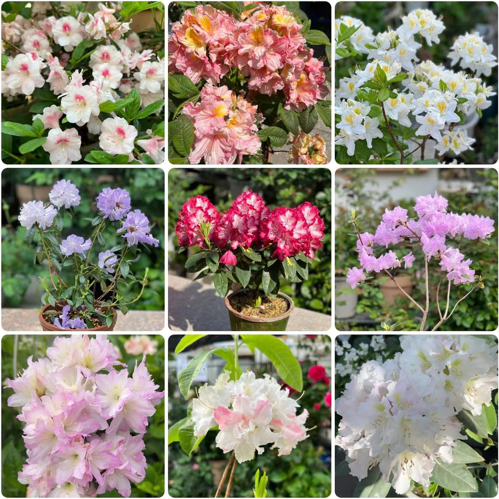 Rhododendronsamen, Balkon Azalee Winterhart, Bio Mehrjährige 220Pcs