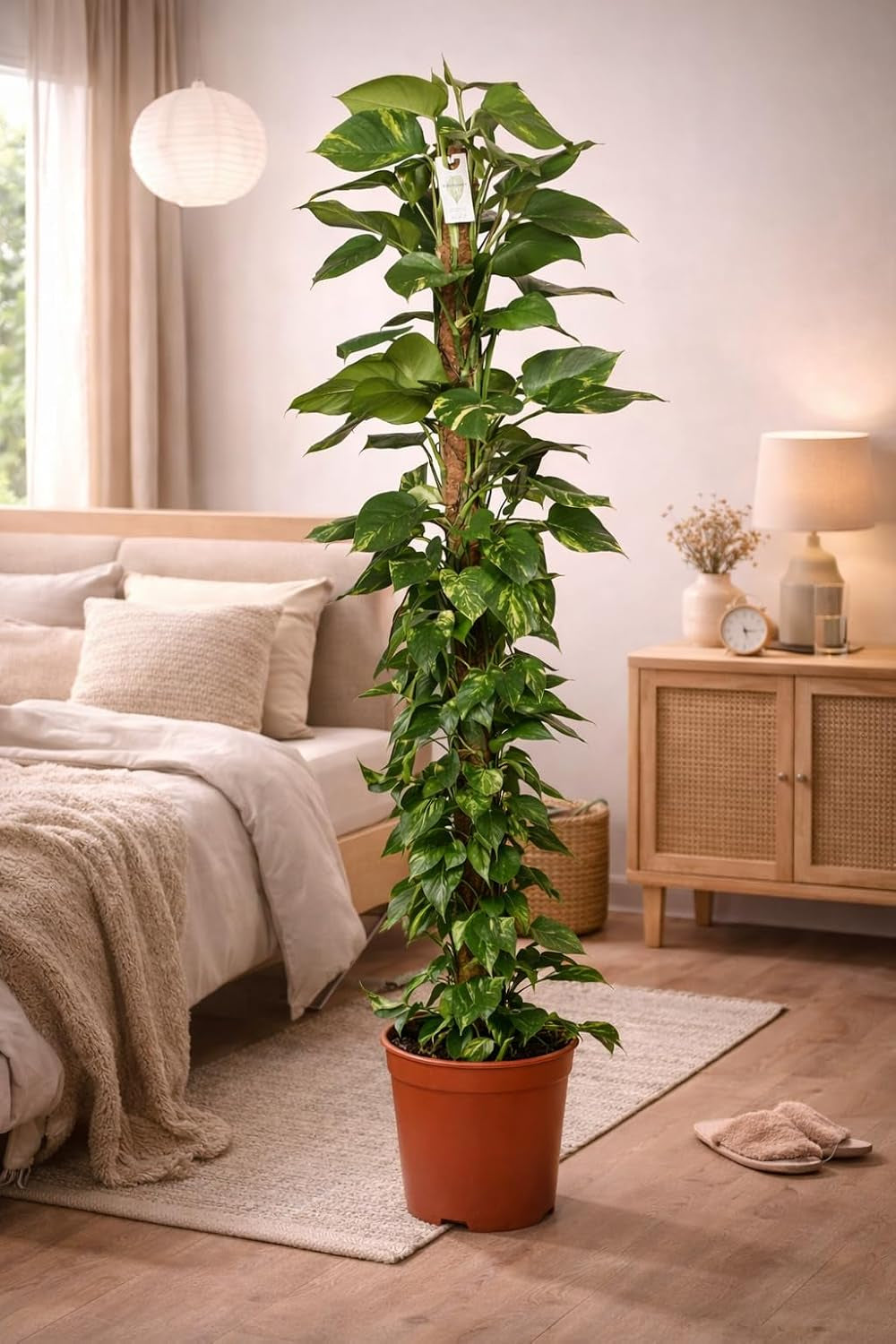 Efeutute (Epipremnum Aureum) Am Moosstab – Große, Pflegeleichte, Luftreinigende Zimmerpflanze Im Topf Ø 24 Cm, Höhe Ca. 120 Cm