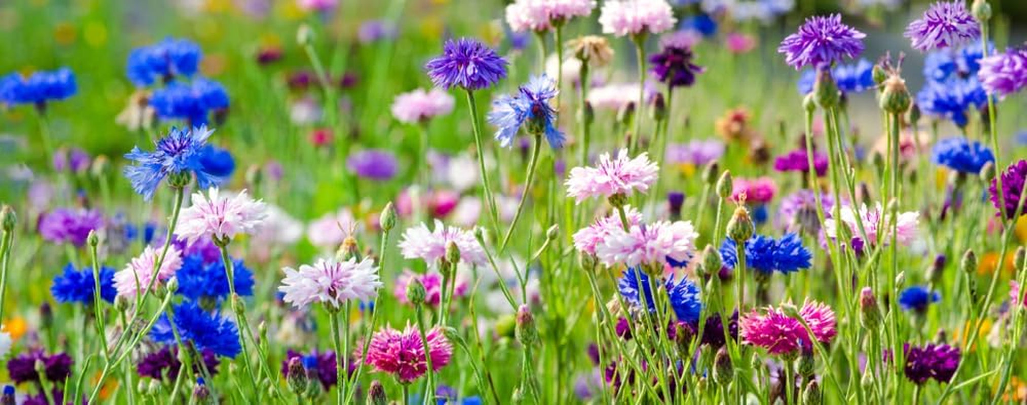 500 Blueberry Seed Mix, Colorful Mix (Centaurea cyanus), Flower Meadow, Bee Pasture, Wild Flowers