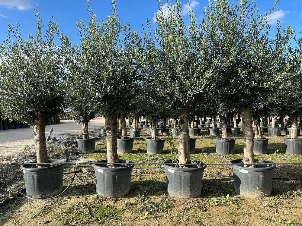Sunny Tree Olivenbaum Olive '25 Jahre' 160 Cm, A+ Qualität, Winterhart, Olea Lechin Winterhart -18
