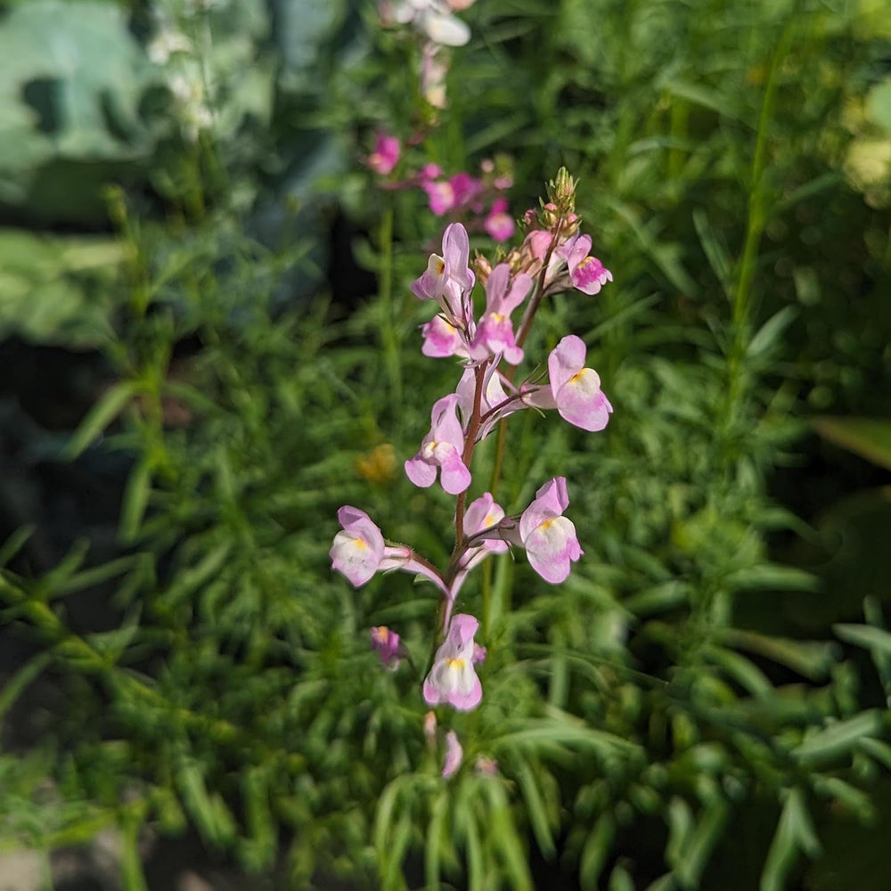 Lină marocană (Linaria maroccana) aprox. 2000 de semințe ale florii anuale de vară, floare tăiată cu înflorire îndelungată