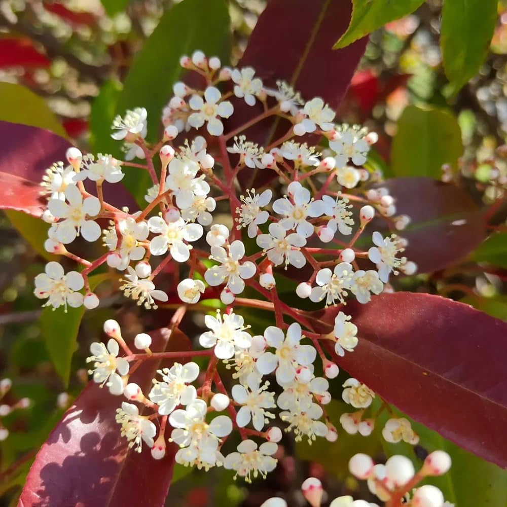 Glanzmispel Red Robin - Exotische Gartendeko Für Draußen Hecken Blühende Sträucher Winterhart Bio Steingartenpflanzen Winterhart Sträucher Garten Bodendecker Outdoor Stauden 800Samen