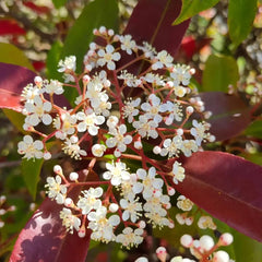 Glanzmispel Red Robin - Exotische Gartendeko Für Draußen Hecken Blühende Sträucher Winterhart Bio Steingartenpflanzen Winterhart Sträucher Garten Bodendecker Outdoor Stauden 800Samen