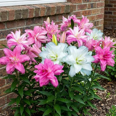Hardy Perennial Lily Bulbs - Oriental Lotus Mix - 10 Bulbs - Exclusive Dutch Flower Bulbs - For Garden & Pots (Large Seedless Bulbs, Not Artificial)
