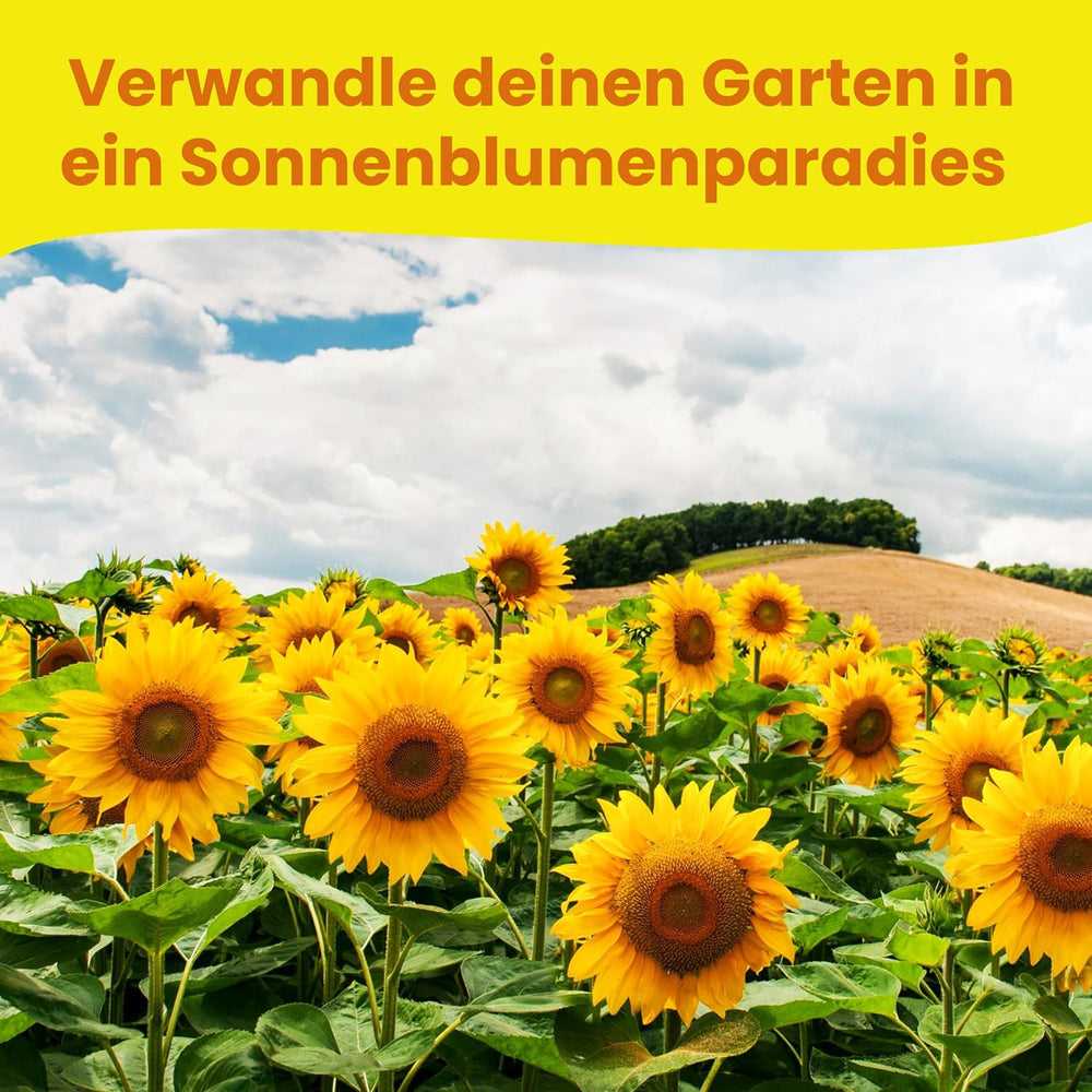 LERAVA® Sonnenblumen Samen Set (4 Sorts) - Riesige gelbe & rote Sonnenblume - Zwerg und Sungold Teddy - Premium Sonnenblumensamen für Garten und Balkon - Blumensamen Geschenk für Hobbygärtner
