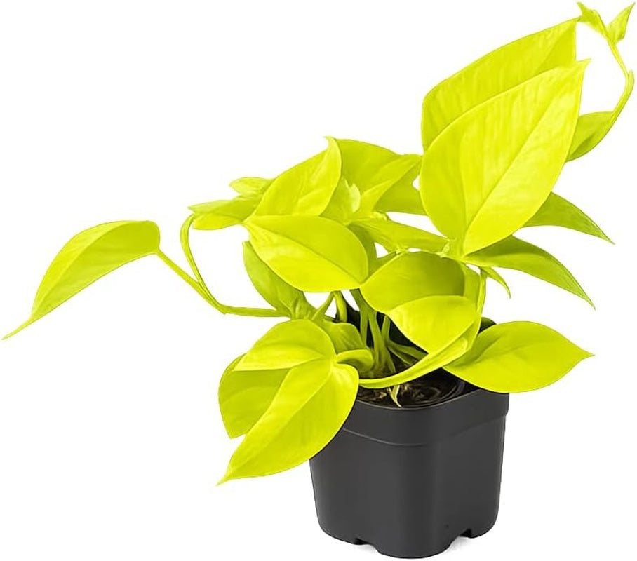 Efeutute (Epipremnum Aureum) Am Moosstab – Große, Pflegeleichte, Luftreinigende Zimmerpflanze Im Topf Ø 24 Cm, Höhe Ca. 120 Cm