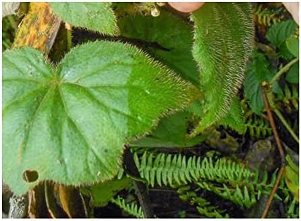 Stk - 10X Begonia Ignea Ziersträucher Garten Pflanzen - Samen ID340 -