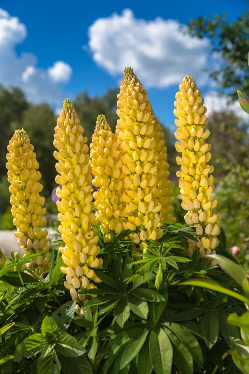 1000 Semințe de Lupin Mix Albastru Alb Galben Îngrășământ pentru Flori Sălbatice Albine Fluturi