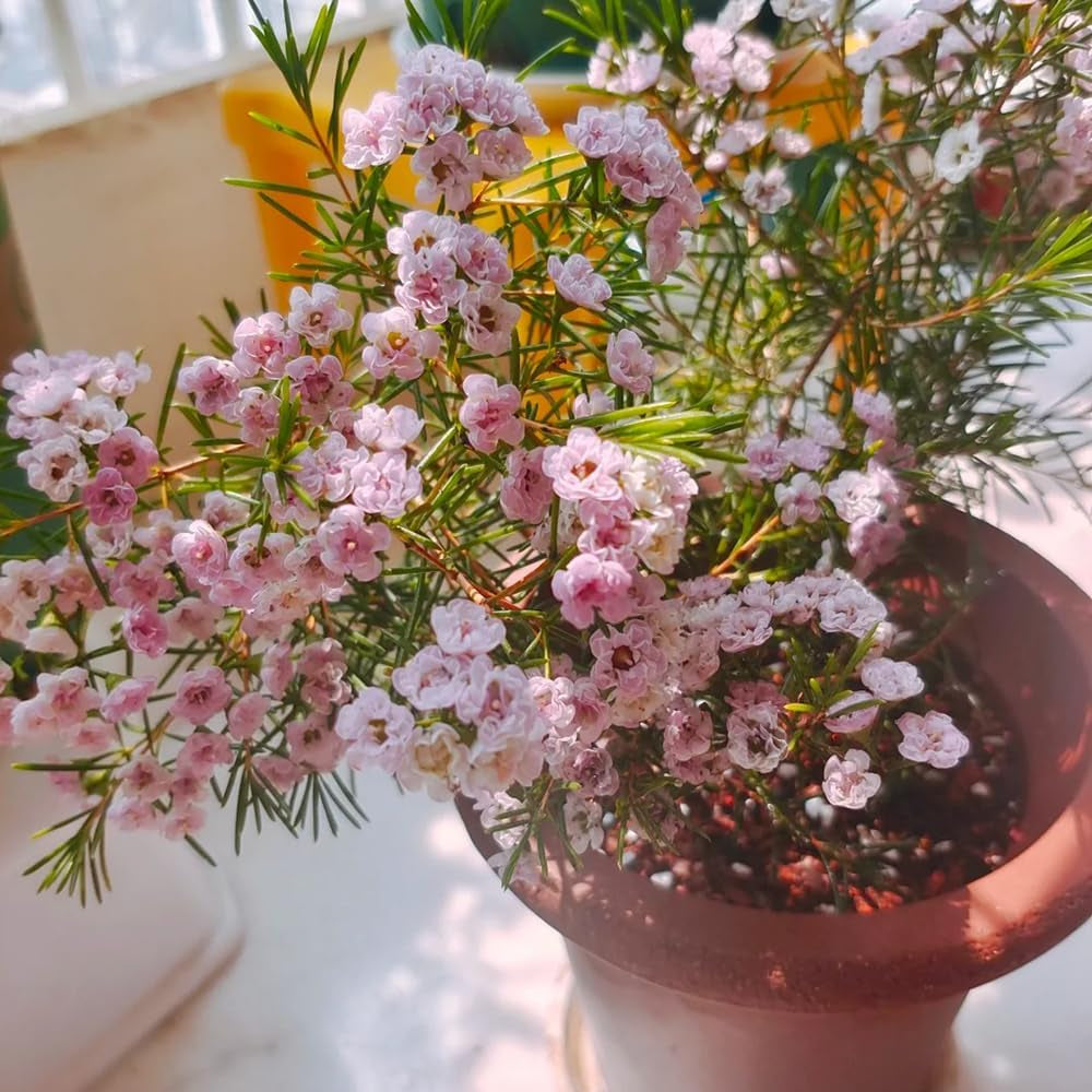 Chamelaucium Uncinatum - Garten Baumsamen Bonsai Ausgefallene Geschenke Bonsaibaum Kletterpflanzen Herbst Deko Wohnzimmer Balkon Zimmerpflanze Immergrüne Gartenpflanzen Winterhart 85Samen