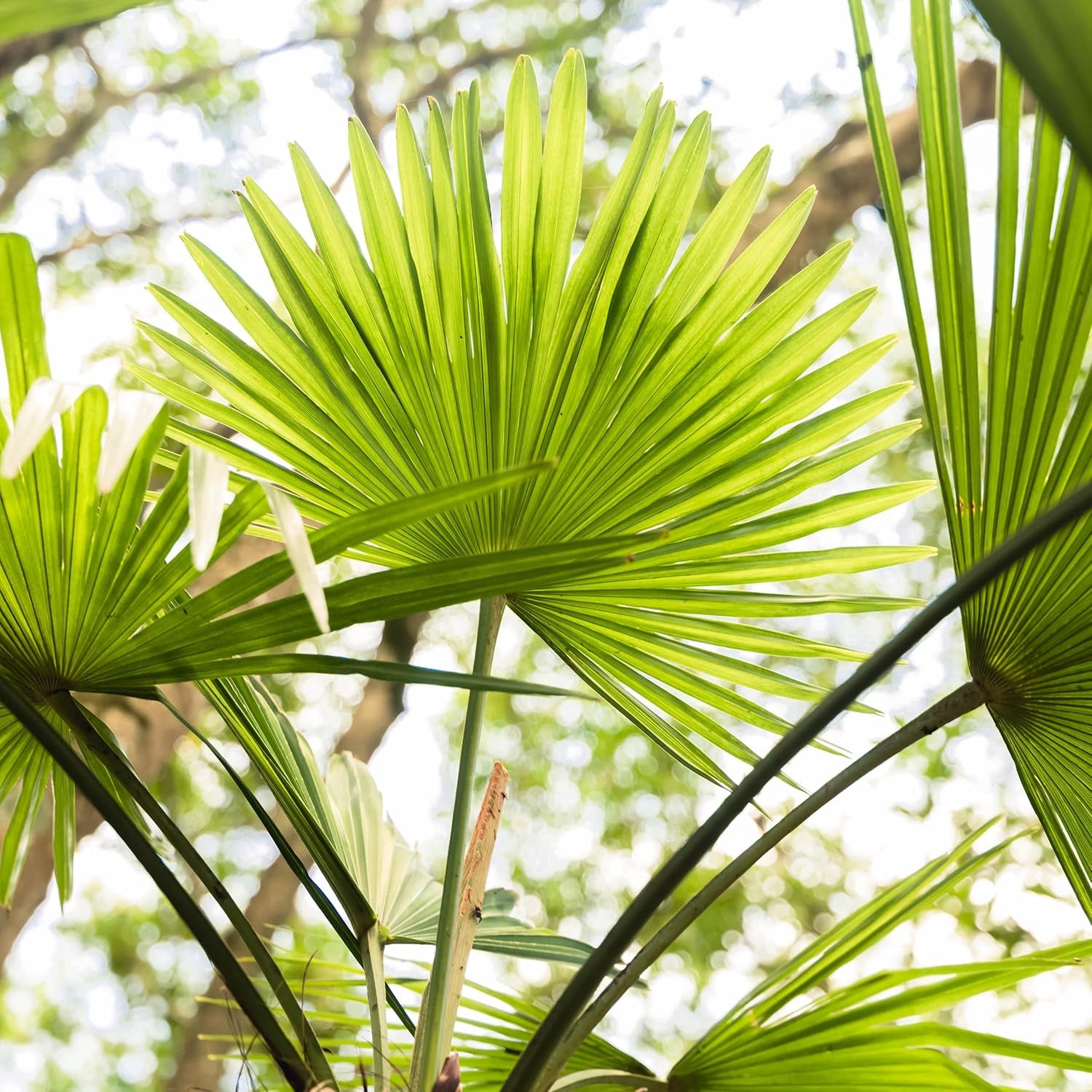 Chinesische Hanfpalme Saatgut: Palmen Samen Für 5X Palme Zimmerpflanze – Winterharte Zimmerpflanzen Groß – Grünpflanzen Zimmerpflanzen Samen Owngrown