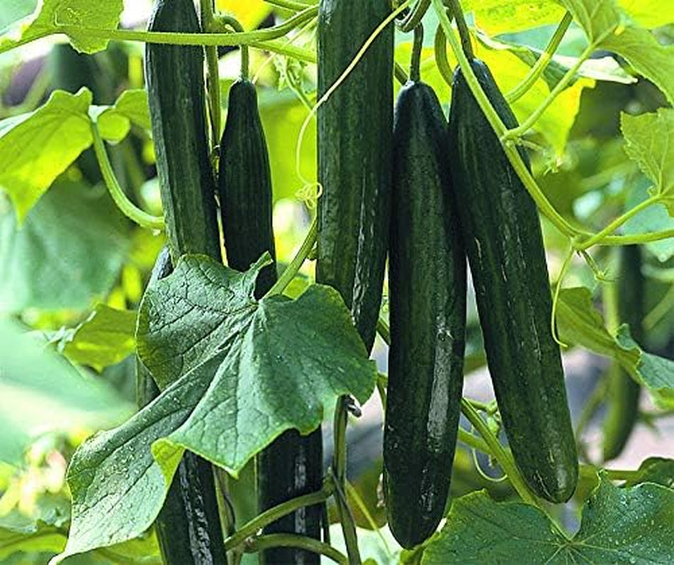 Superstar F1 Gurkensamen Von Bobby-Seeds Portion