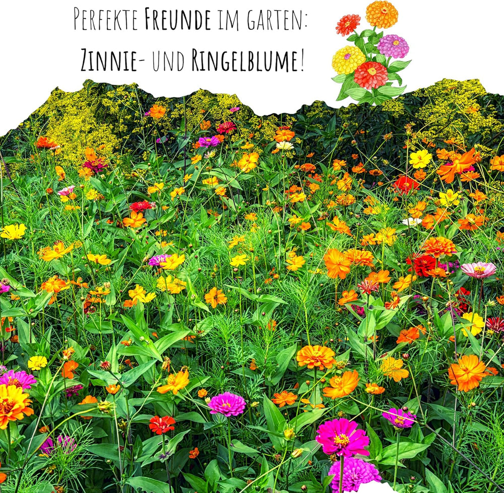Zinnia seed mix (Zinnia) - Colorful summer flowers for the garden bed, balcony, terrace and as cut flowers in vases