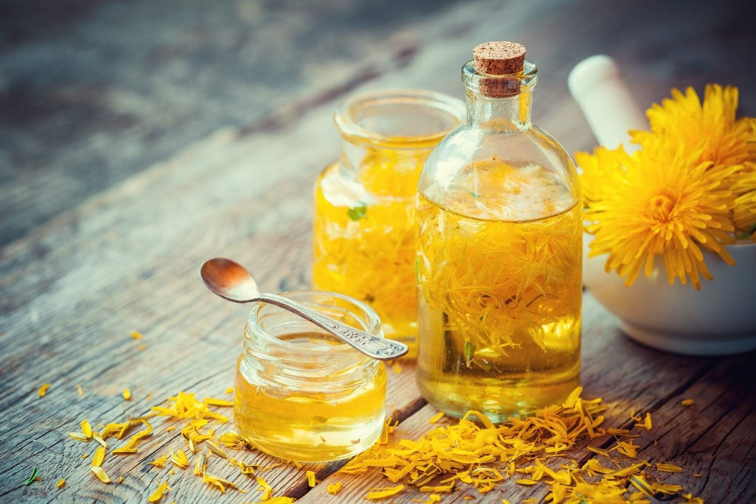 SAFLAX - BIO - Dandelion - 400 seeds - Taraxacum officinale