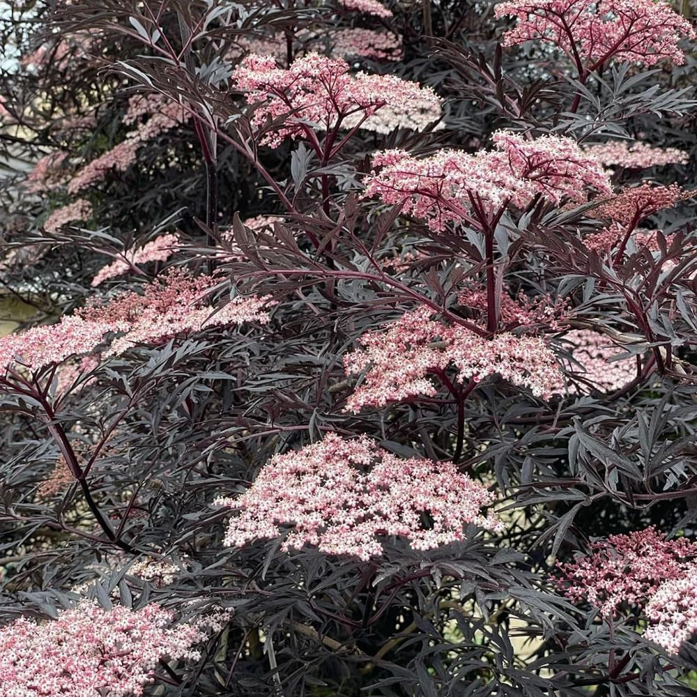 Holunder, Garten Praktische Geschenke Geschenke Für Gartenfreunde Kräutergarten Geschenk Bonsaibaum Winterhart 150Samen