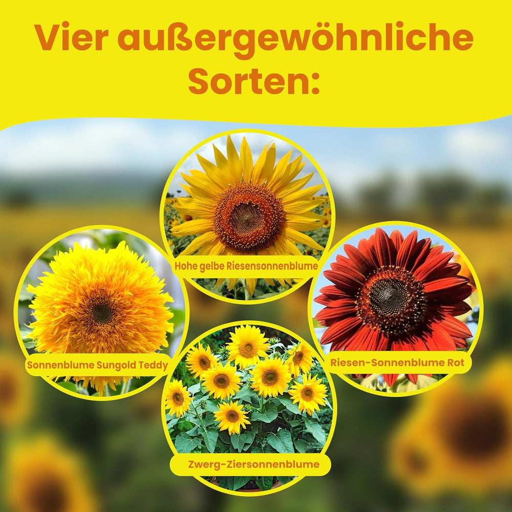LERAVA® Sonnenblumen Samen Set (4 Sorts) - Riesige gelbe & rote Sonnenblume - Zwerg und Sungold Teddy - Premium Sonnenblumensamen für Garten und Balkon - Blumensamen Geschenk für Hobbygärtner