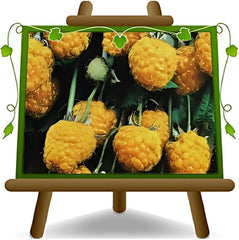 Himbeerbaum Himbeeren Gelbe Himbeeren Biferi - - Obstpflanze Antik Auf Blumentopf 17 - Baum Max 180 Cm – Anbau Italien