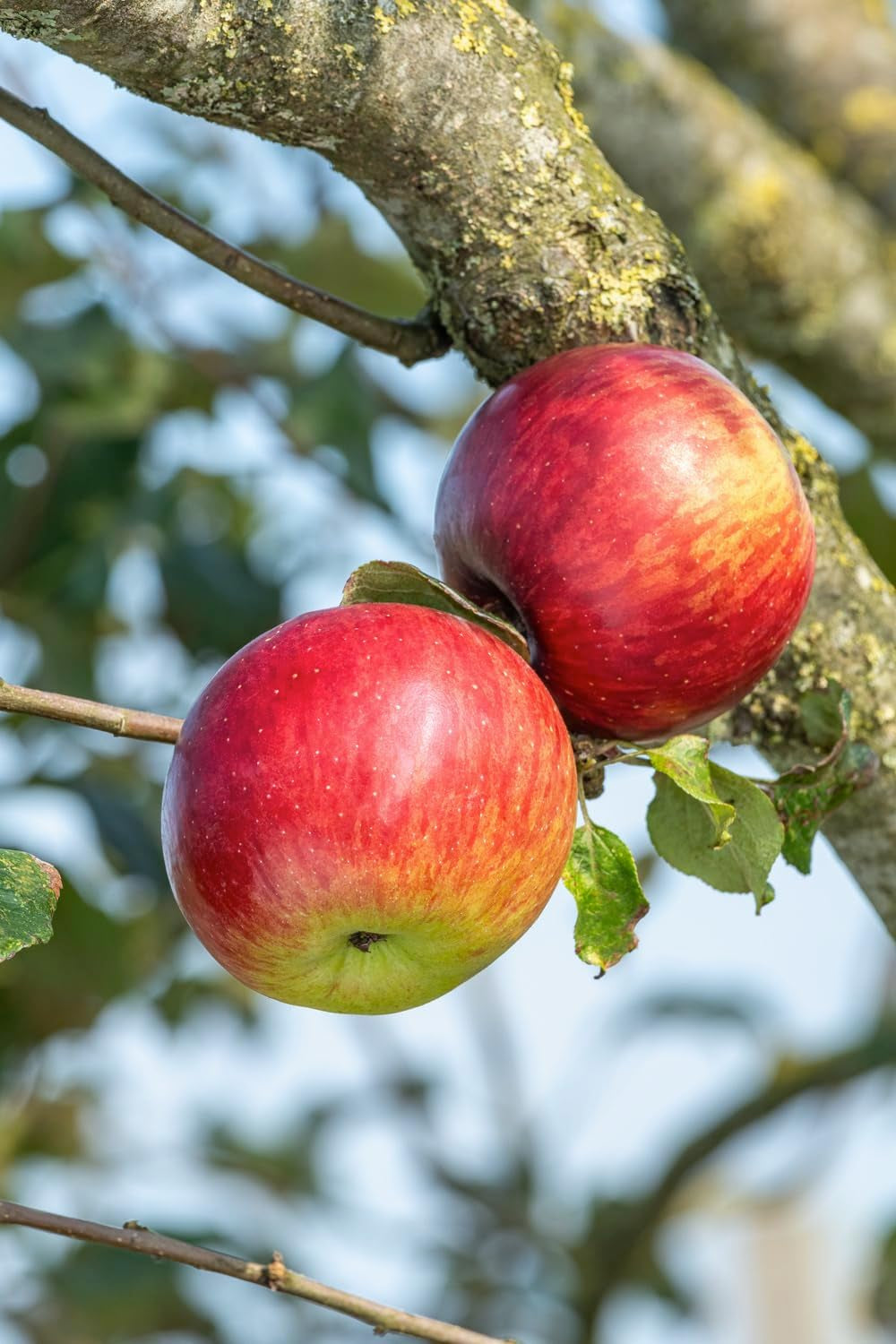 Obstbäume XXL 3Er Set (Apfel Jonagold, Birnenkonferenz Und Süßkirsche Kordia)