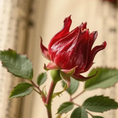Hibiscus Sabdariffa - Hochbeet Küchenkräuter Balkonpflanzen Exotische Balkon Pflanzensamen Wildkräuter Luftreinigende Zimmerpflanzen Seltene Küchenkräuter Deko Kräuterpflanzen 300Samen