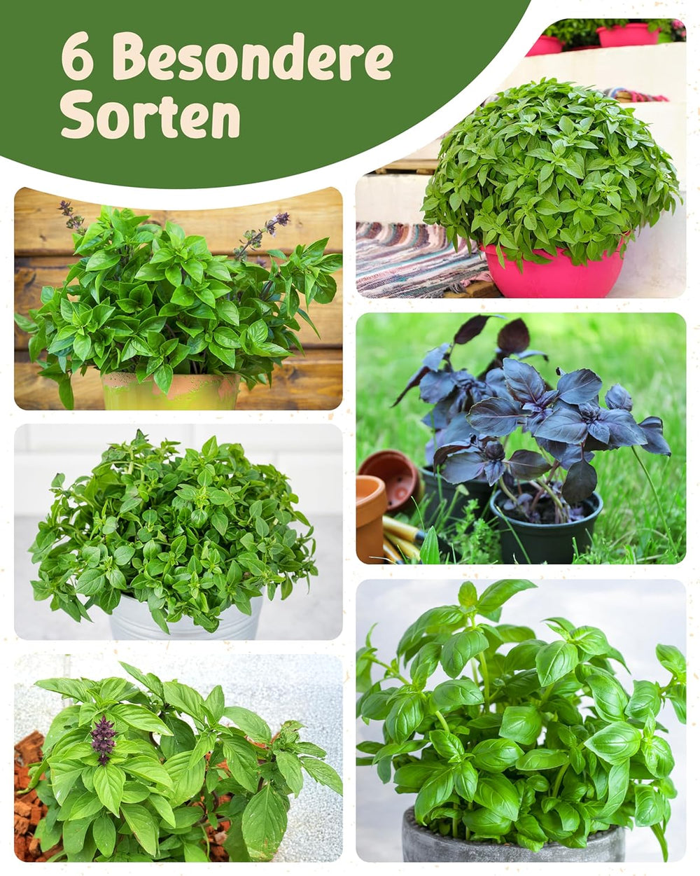 Organic Basil Seeds in a Set of 6 - 6 Basil Seeds for Easy Growing in the Garden, Balcony or Raised Bed - Plant Seeds - Seedlings