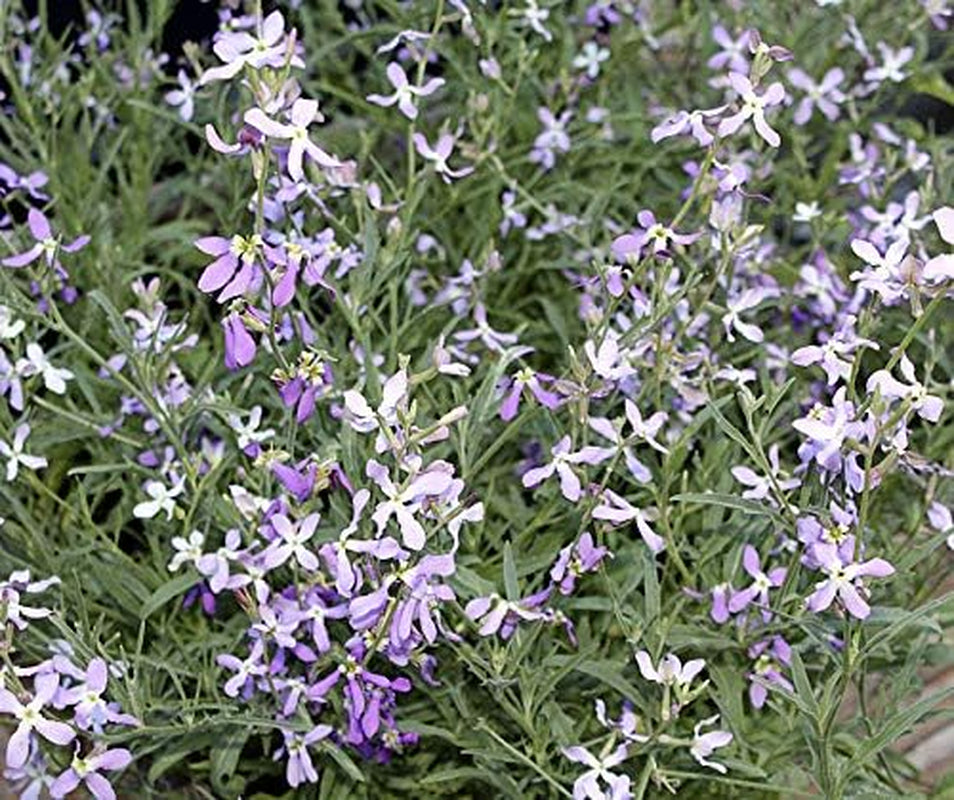 Evening primrose seeds